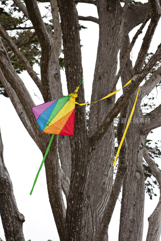 被困在树上的彩虹风筝