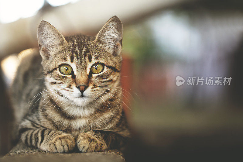 可爱的猫的肖像