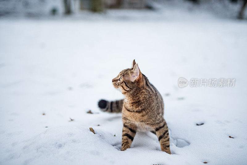 大自然中下雪天的小条纹猫。