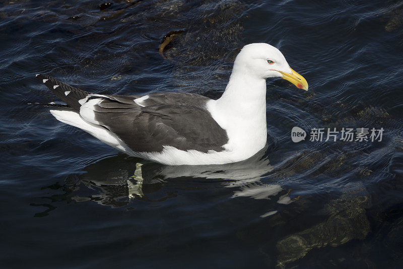 阿根廷乌斯怀亚比格尔海峡海岸线海带海鸥