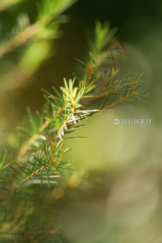 茶树植物