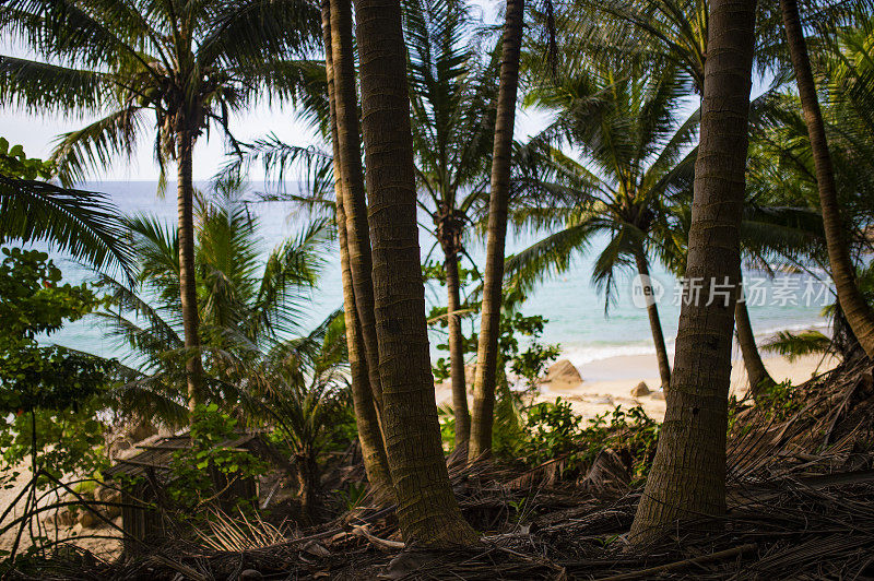 (选择性聚焦)美丽的全景充满绿色的棕榈树和壮观的大海在背景，普吉岛，泰国。