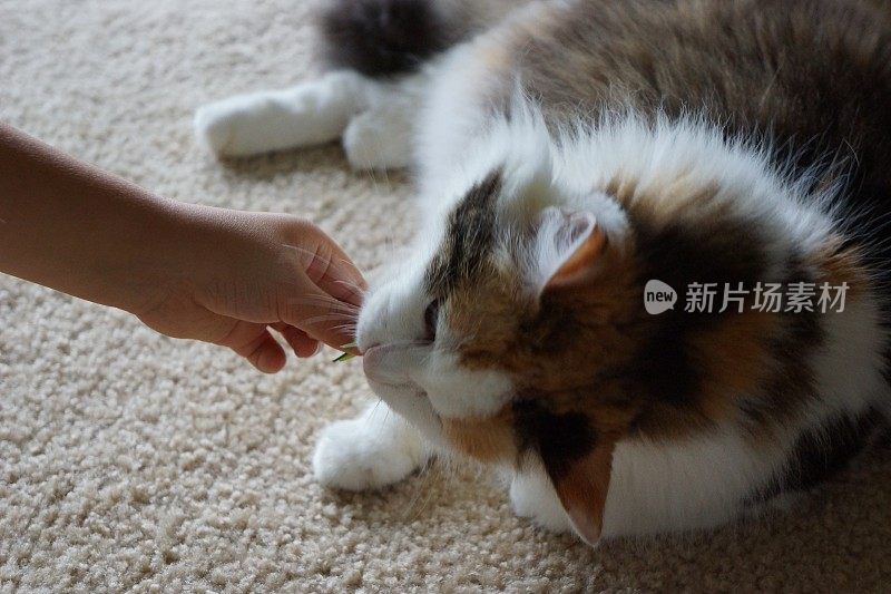 猫吃草