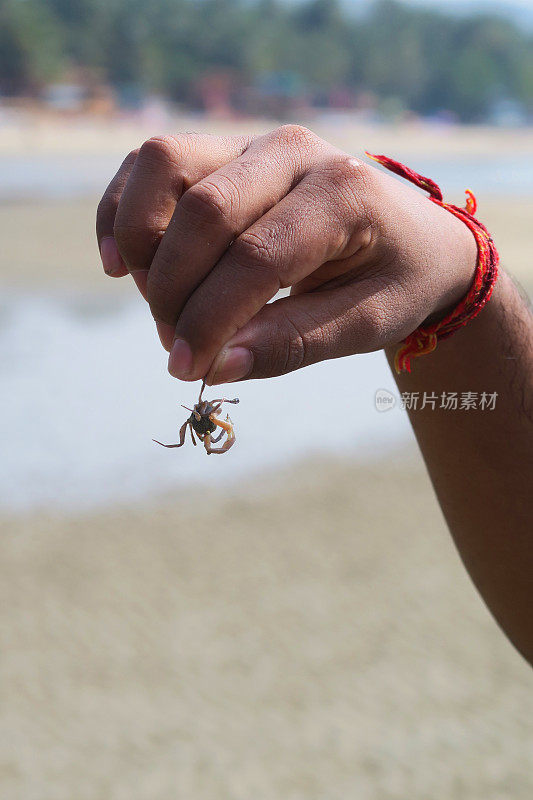 印度果阿帕洛伦海滩，小沙蟹腿上夹着钳子，手腕上戴着印度Rakhi手镯