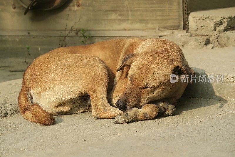 印度街头悲伤的流浪狗，无家可归的杂种狗在睡觉