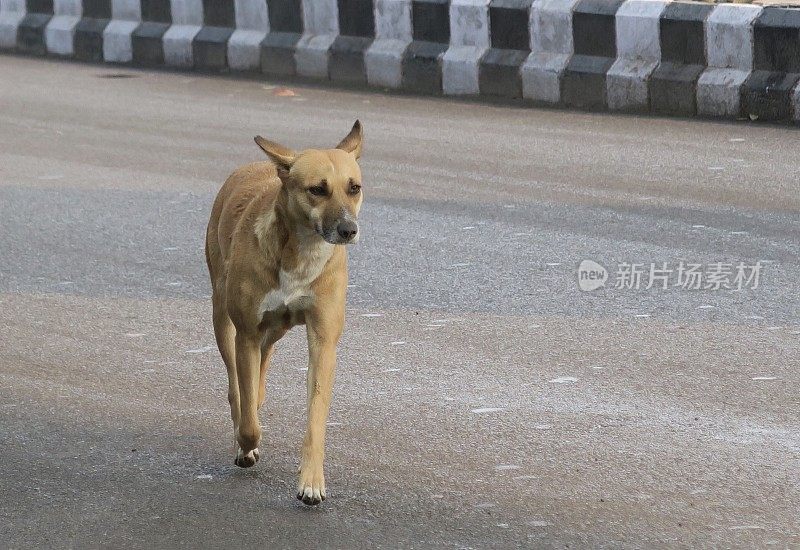 这是印度野生流浪狗的照片，危险的十字路口，新德里，印度