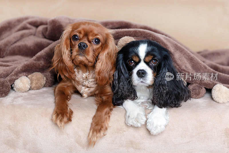 毯子下面的两条狗