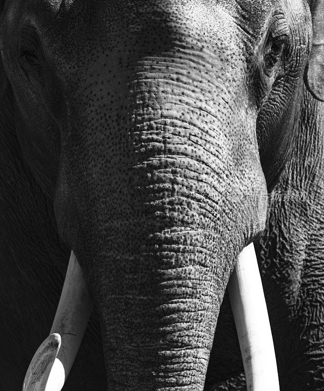 白色长牙直视镜头的亚洲象