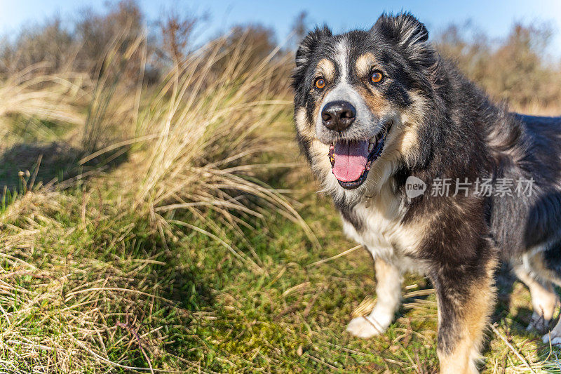 友好的边境牧羊犬