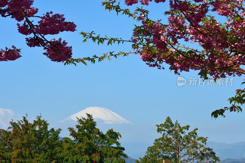 富士山和樱花