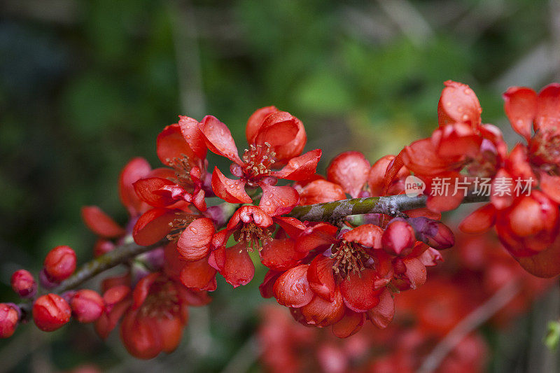 Red-flowered海棠支行