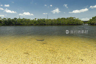 红树林栖息地