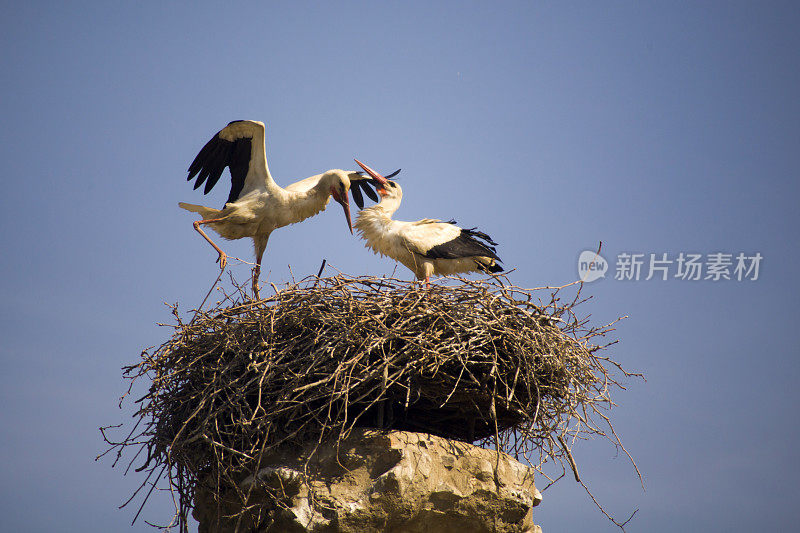 一对白鹳