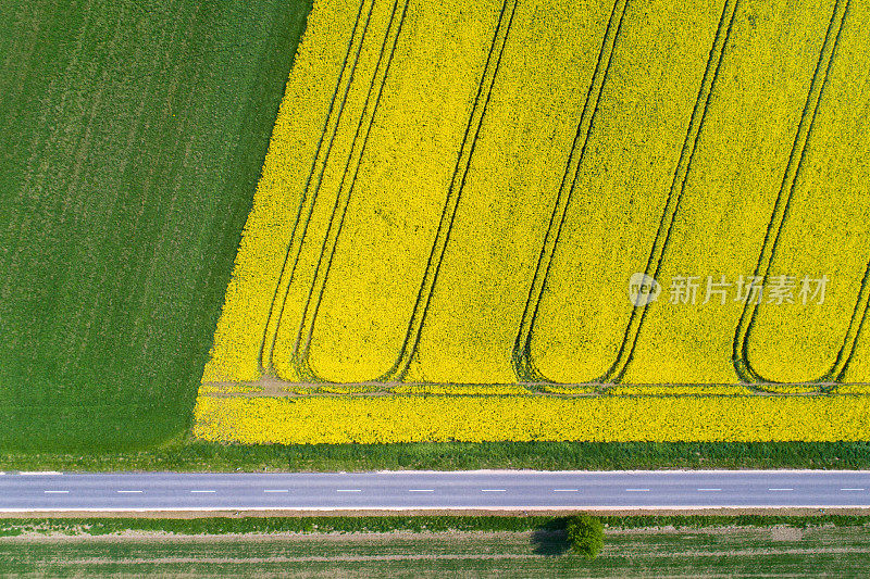 从上面看油菜田