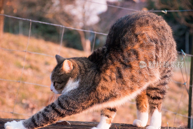 可爱的家猫在户外日落