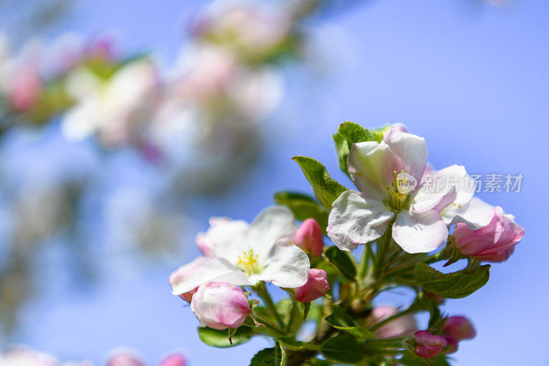 盛开的苹果树在一个美丽的春天在果园开花