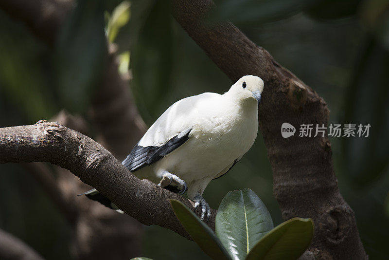 黑白鸽子