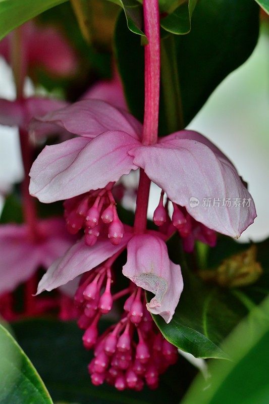 伟大的Medinilla