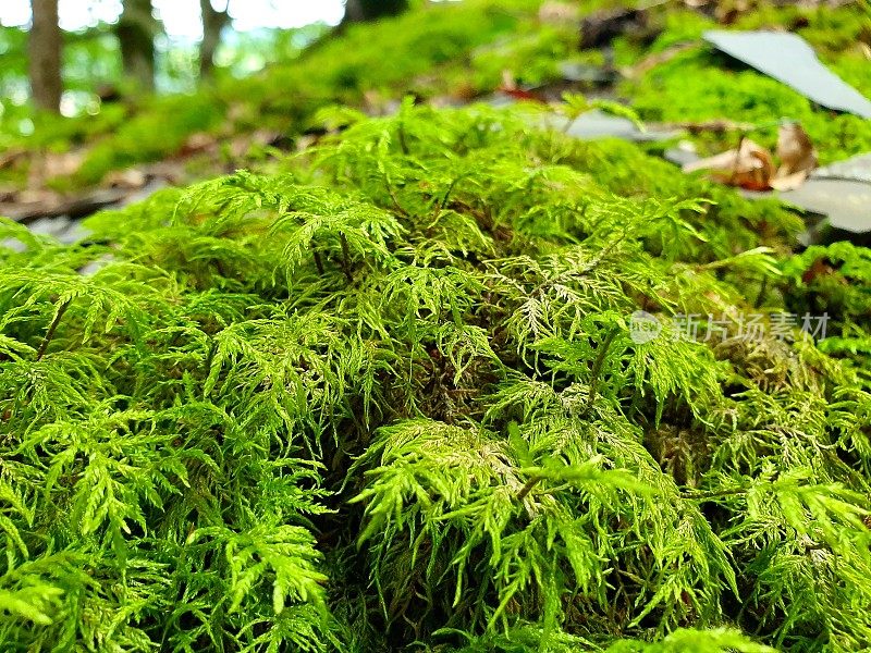 森林地面苔藓