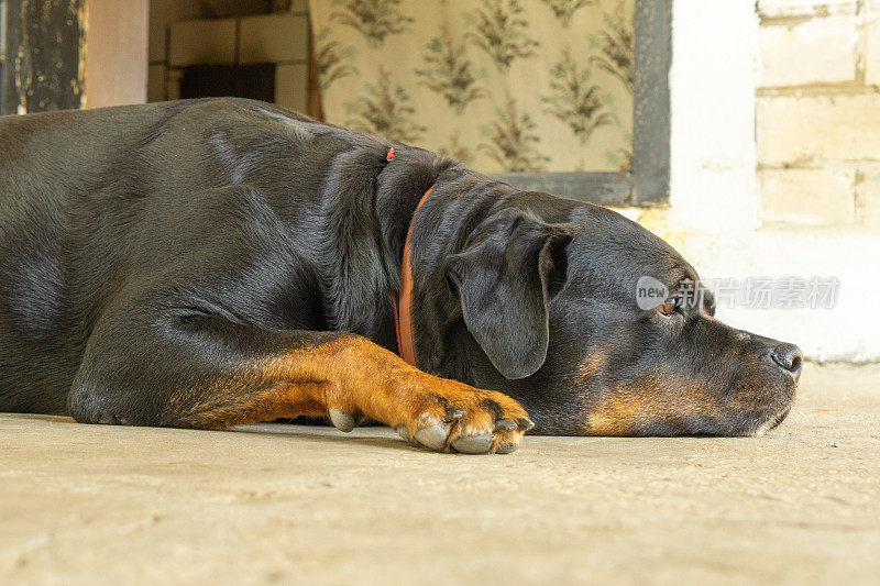 罗威纳犬的肖像。悲伤的狗
