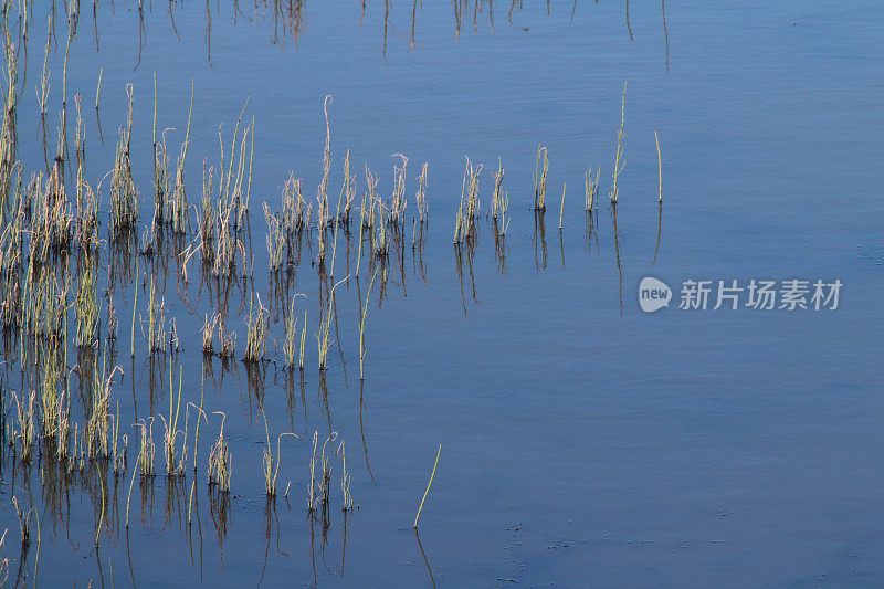 马什兰已经