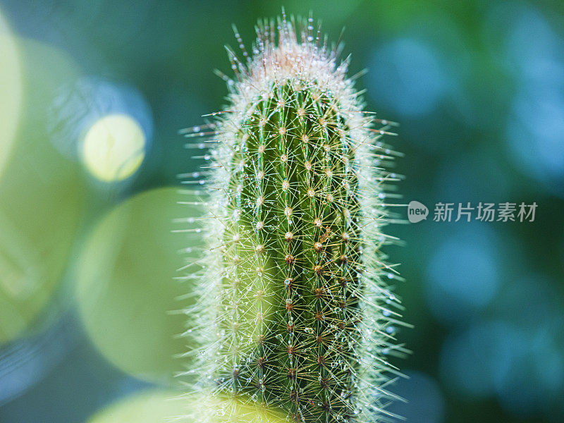 雨中的仙人掌，特写