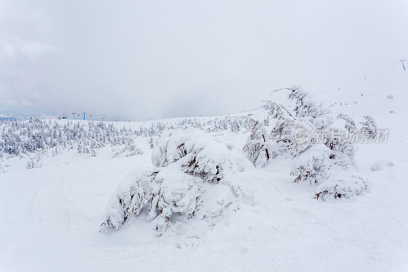 雪后冰雪覆盖的冷杉林和冬日灰蒙蒙的天空。喀尔巴阡山脉,乌克兰。