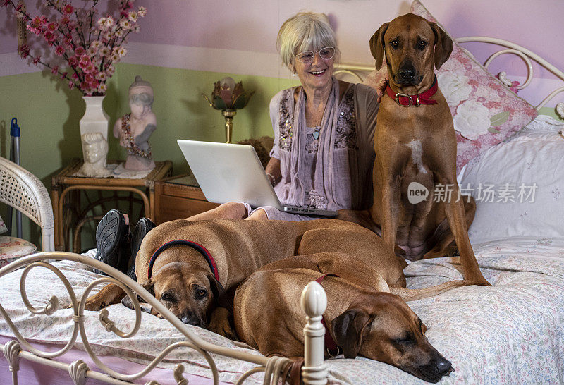 一位老人和她的三只脊背犬同睡一张床，同时在电脑上工作。