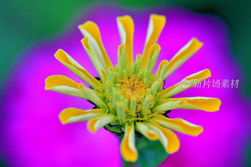 Zinnia花