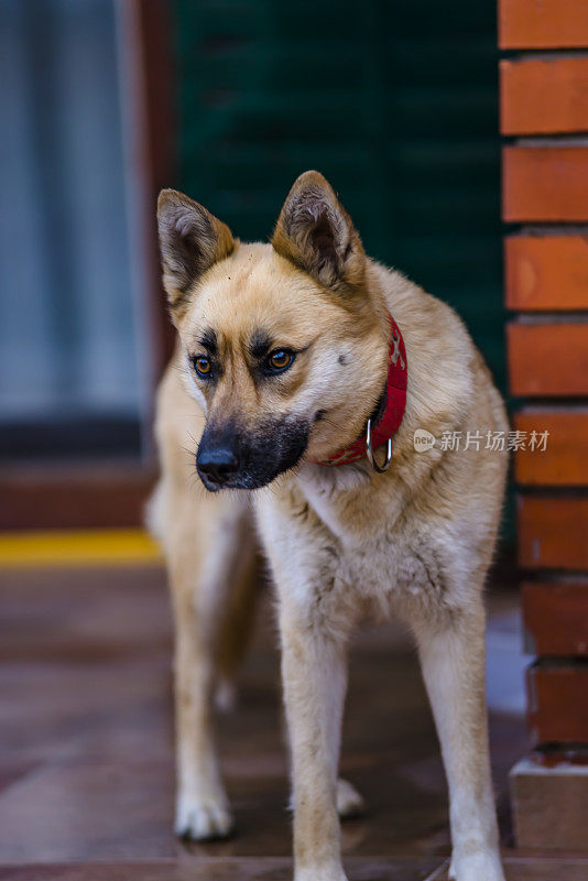 美丽的比利时玛利诺犬在自家院子里散步。