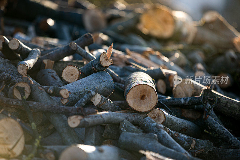 冬季森林中一堆被砍倒的树干