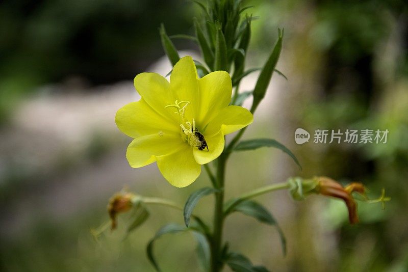 亚利桑那州的胡克夜樱草花店