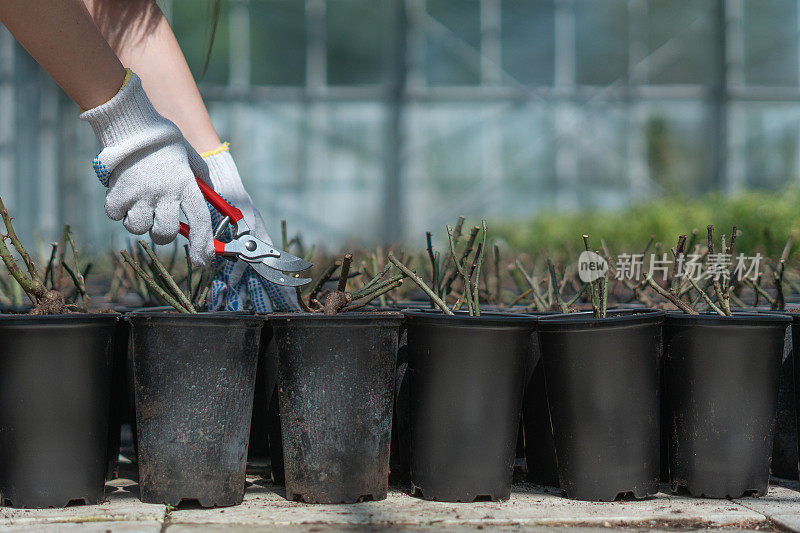 花园中心。快乐地工作，为自然和环境做些事情。