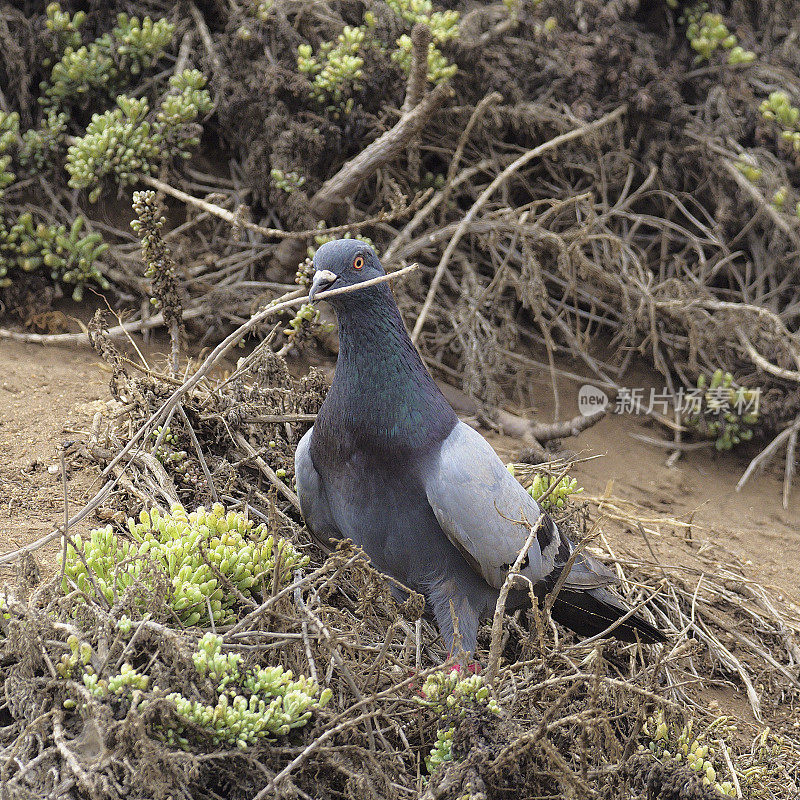 一只正在繁殖的岩鸽在沙丘中发现筑巢材料