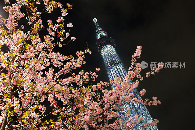 东京天空树和樱花在日本