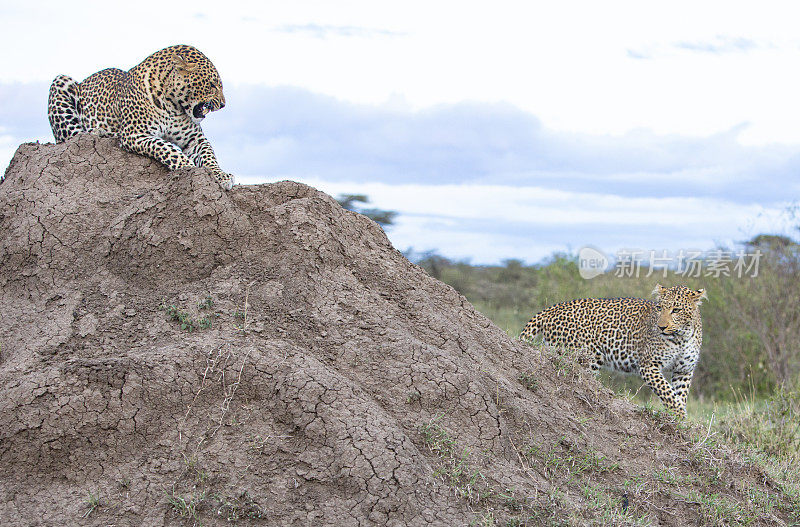 非洲肯尼亚奥拉雷·摩托罗吉保护区的豹子