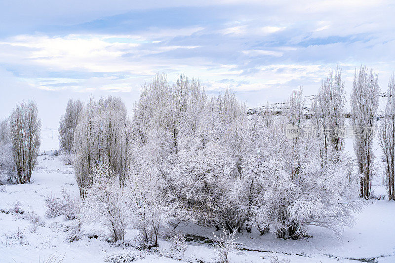 树在冬天，下雪