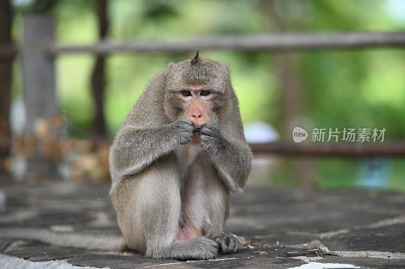 猴子在泰国
