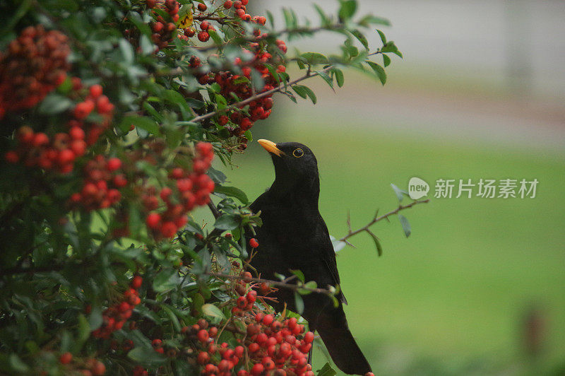 吃黑鸟