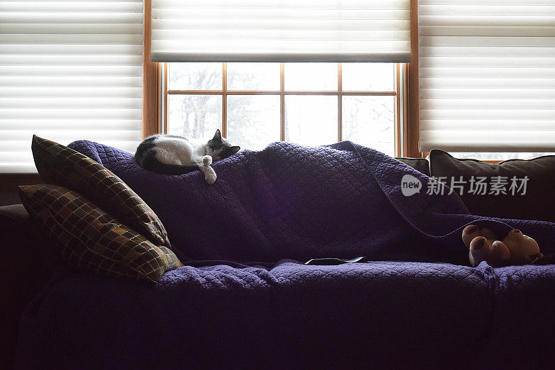 沙发，毯子和猫