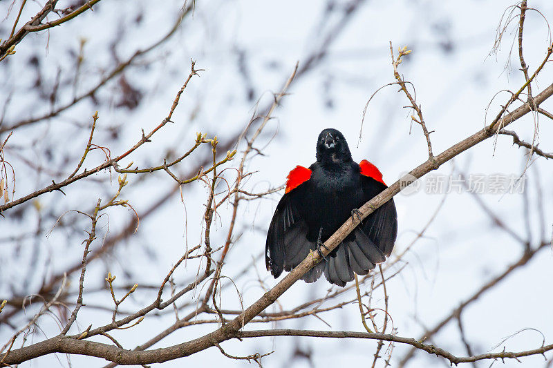 春天，雄性红翅黑鹂栖息在漆树树枝上，为一只雌性鸟儿鸣叫