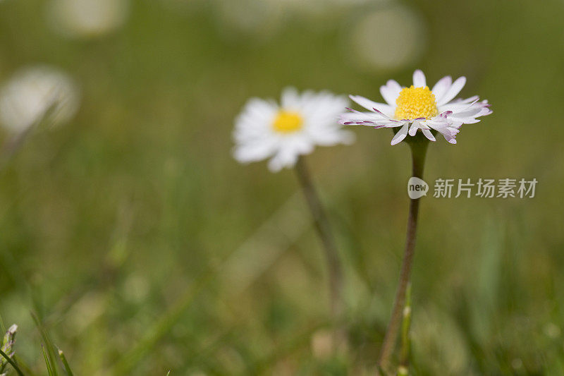 一种常见的雏菊，在英国花园的草坪上开花的多年生百合