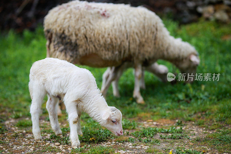 妈妈放在草地上，两只小羊羔正在吃草