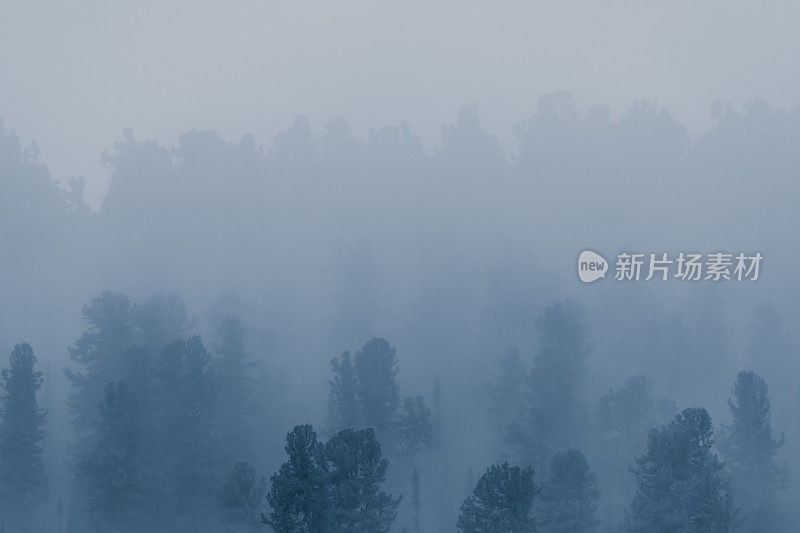 雾笼罩着针叶林，山坡上树木的剪影，神秘的雾霾