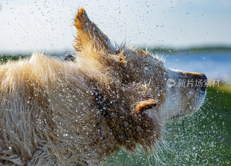 金毛猎犬在夏天的一天用摇一摇来降温