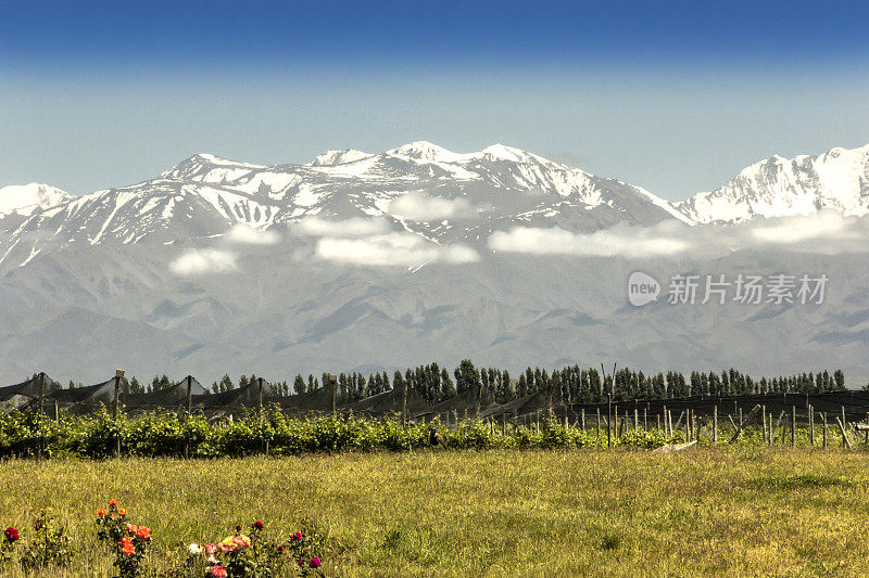 阿根廷门多萨葡萄酒产区的Tupungato葡萄园。