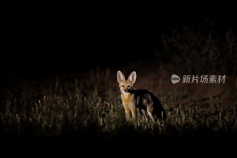 晚上的非洲狐狸。博茨瓦纳卡拉加迪的狐狸肖像。非洲的野狗。19、珍稀野生动物，傍晚轻草。野生动物场景，奥卡万戈三角洲，博茨瓦纳。