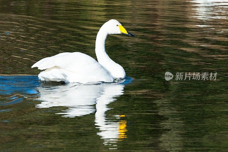 大天鹅和它的倒影