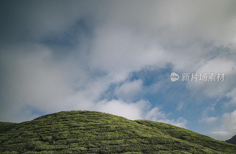 清晨在卡梅隆高地的茶园里种植茶树