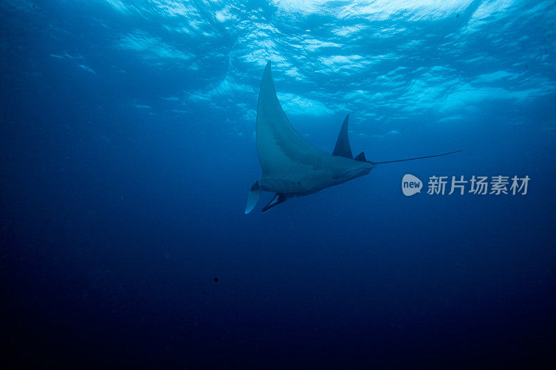 蝠鲼在水下漂浮